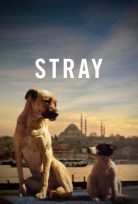 Stray (2020) Türkçe Dublaj izle