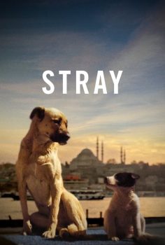 Stray (2020) Türkçe Dublaj izle